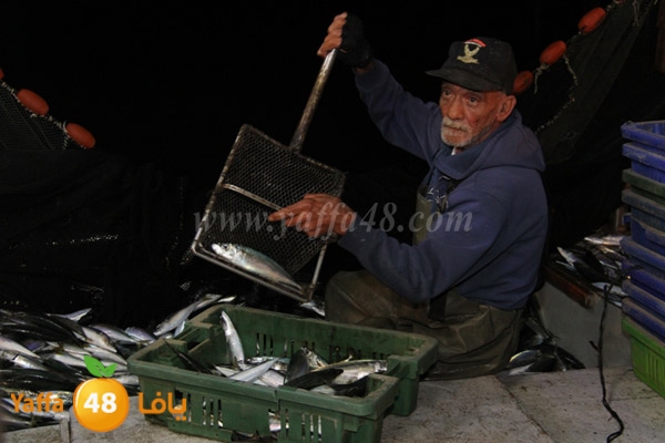 fishes in jaffa 0107 (10).JPG